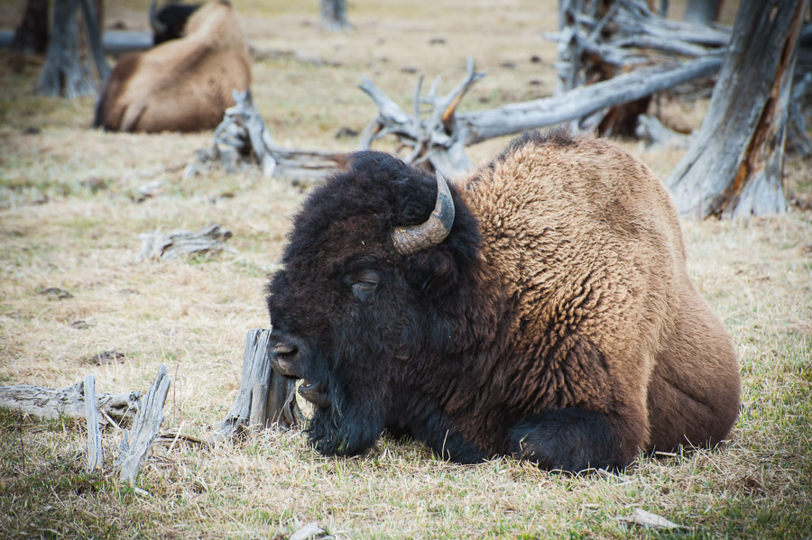 Yellowstone National Park - 