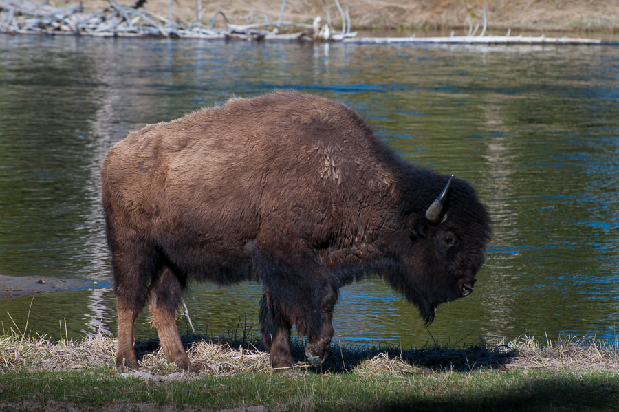 Yellowstone National Park - 