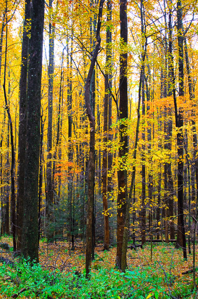 Great Smoky Mountains National Park - 