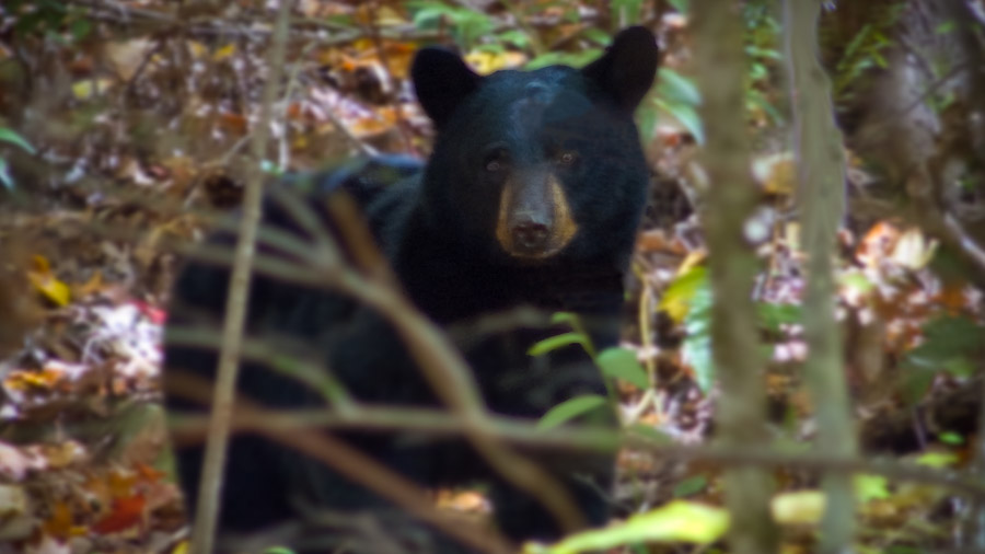 Great Smoky Mountains National Park - 