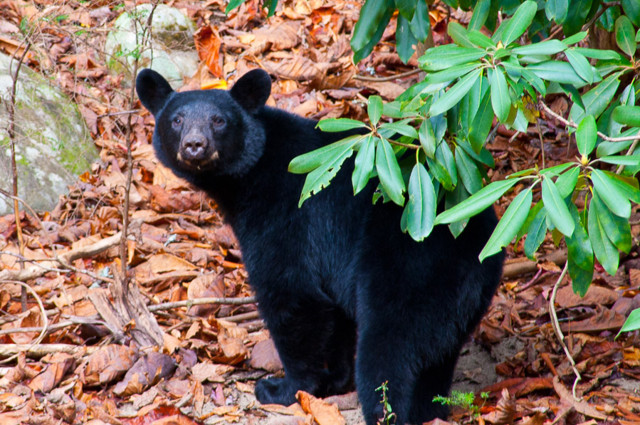 Great Smoky Mountains National Park - 